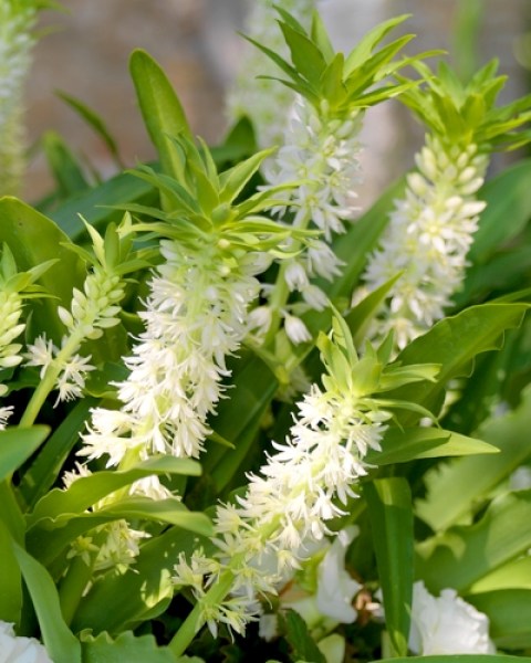 Eucomis Autumnalis